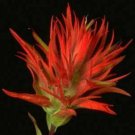 10 seeds - Castilleja applegatei or Wavy-leaf Paintbrush Plant #ggvm5