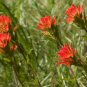 10 seeds - Castilleja applegatei or Wavy-leaf Paintbrush Plant #ggvm5
