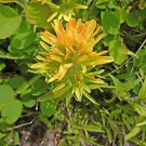 100 seeds - Castilleja sulphurea - Sulphur Indian Paintbrush Plant #ggvm5