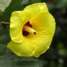 10 seeds - Hibiscus tiliaceus Sea Hibiscus Plant #ggvm5