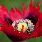 25 seeds mix - Poppies somniferum heirloom - Pepperbox Plant #ggvm5