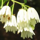 8 seeds - Crinodendron patagua - Lily of the Valley tree Plant #ggvm5