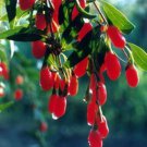 20 seeds Cleaned for Planting - Lycium barbarum - Wolfberries Goji berries Plant #ggvm5