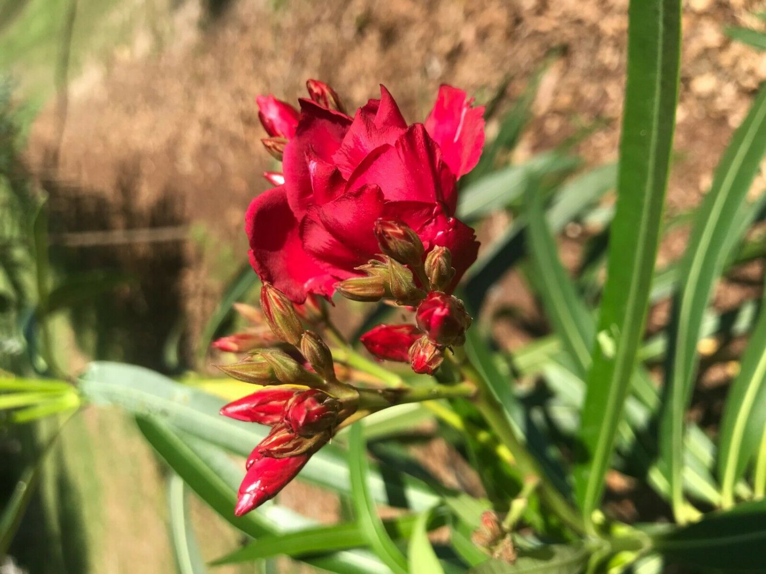 10 seeds - Nerium oleander - Hardy Red Plant #ggvm5