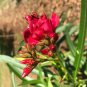10 seeds - Nerium oleander - Hardy Red Plant #ggvm5