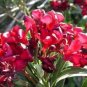 10 seeds - Nerium oleander - Hardy Red Plant #ggvm5