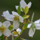 10 seeds - Philadelphus microphyllus - Little leaf Mock Orange Plant #ggvm5
