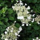 15 seeds - Hydrangea anomala Petiolaris Plant #ggvm5