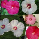 20 seeds - Hibiscus Mixed Varieties Plant #ggvm5