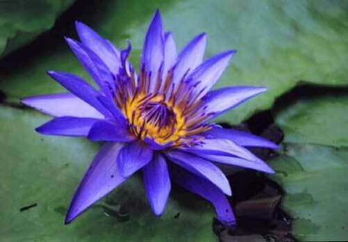 10 seeds - Nymphaea caerulea Blue Water Lily Plant #ggvm5