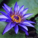 10 seeds - Nymphaea caerulea Blue Water Lily Plant #ggvm5