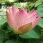 8 seeds - Nelumbo nucifera - Sacred Pink Lotus Plant #ggvm5