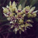10 seeds - Asclepias viridis - Spider Milkweed Plant #ggvm5