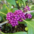 30 seeds - Callicarpa or American Beautyberry Plant #ggvm5