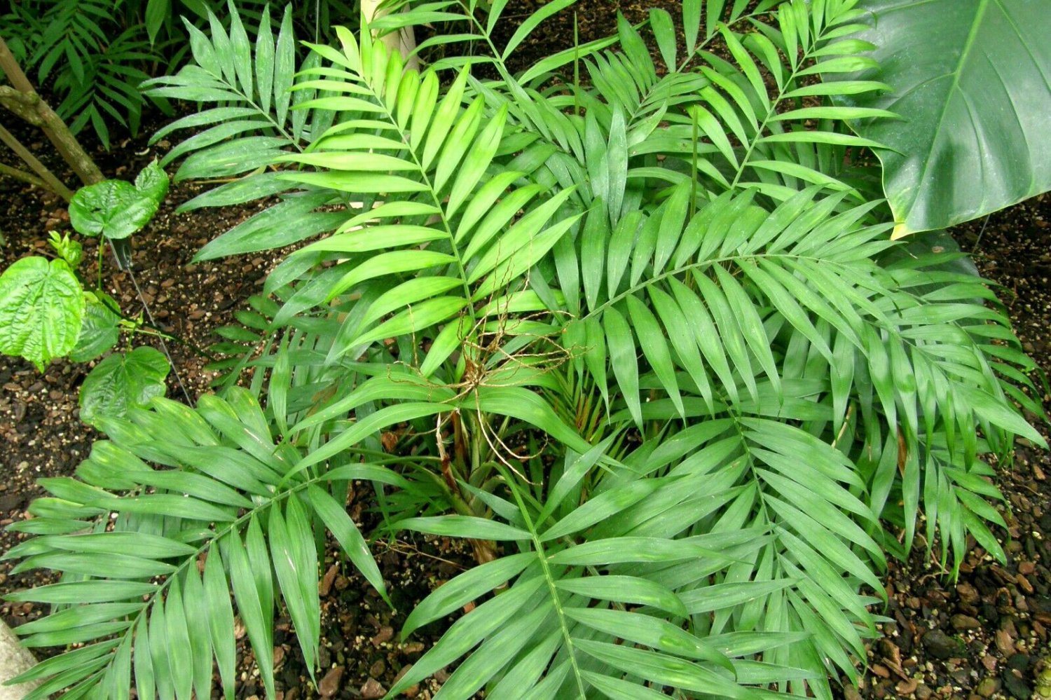 10 seeds - Chamaedorea elegans - Parlor Palm Plant #ggvm5