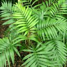 10 seeds - Chamaedorea elegans - Parlor Palm Plant #ggvm5