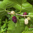 100 seeds - Morus alba - Tatarica White Mulberry Plant #ggvm5