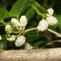 100 seeds - Morus alba - Tatarica White Mulberry Plant #ggvm5