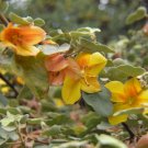 5 seeds - Fremontodendron californicum | California flannelbush Plant #ggvm5