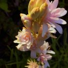 1 Pint plant - Tuberoses Polianthes Pink Sapphire #ggvm5