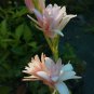 1 Pint plant - Tuberoses Polianthes Pink Sapphire #ggvm5