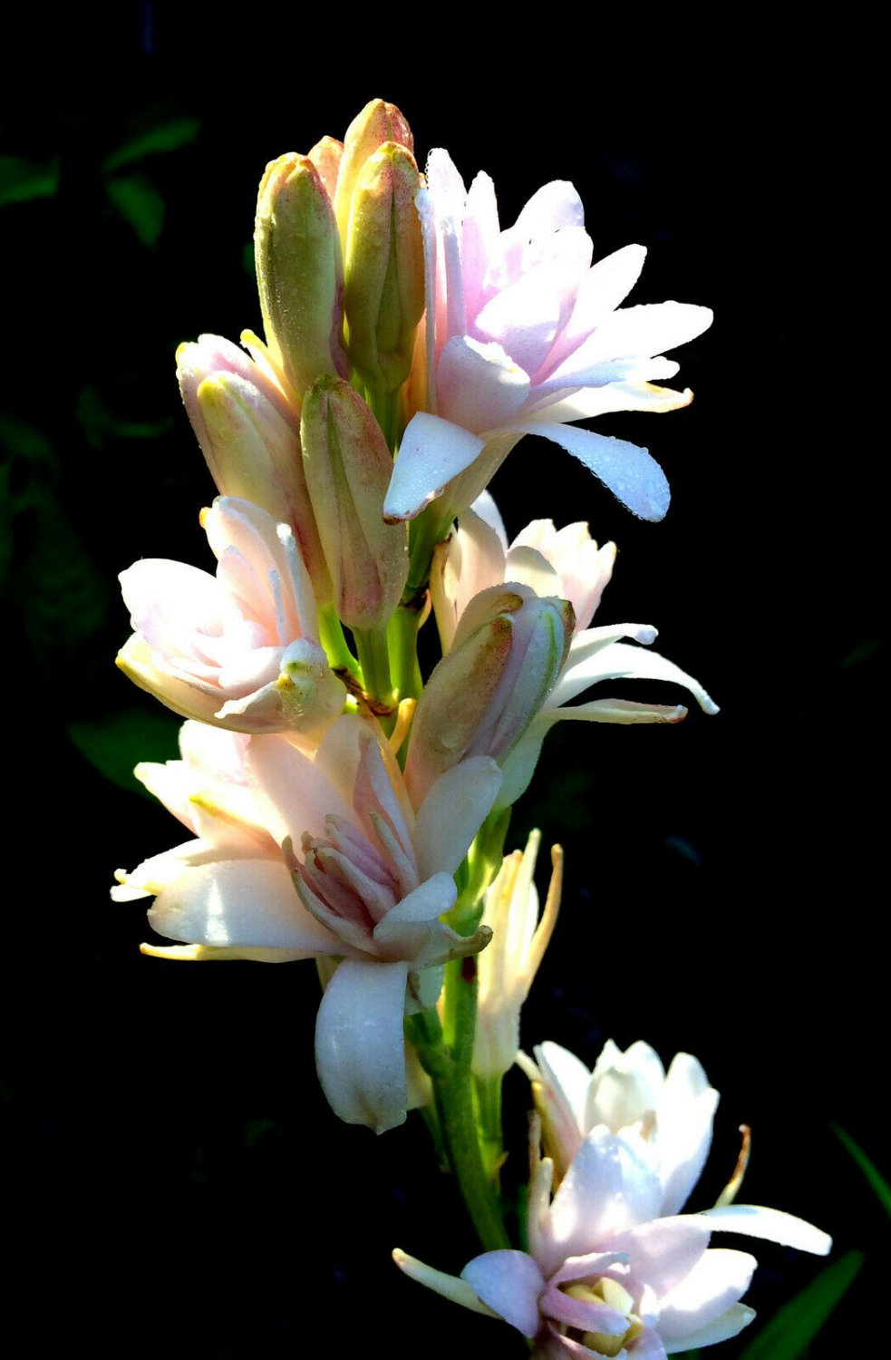 1 Quart plant - Tuberoses Polianthes Pink Sapphire #ggvm5
