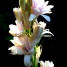 1 Quart plant - Tuberoses Polianthes Pink Sapphire #ggvm5