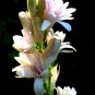 1 Quart plant - Tuberoses Polianthes Pink Sapphire #ggvm5