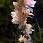1 Quart plant - Tuberoses Polianthes Pink Sapphire #ggvm5