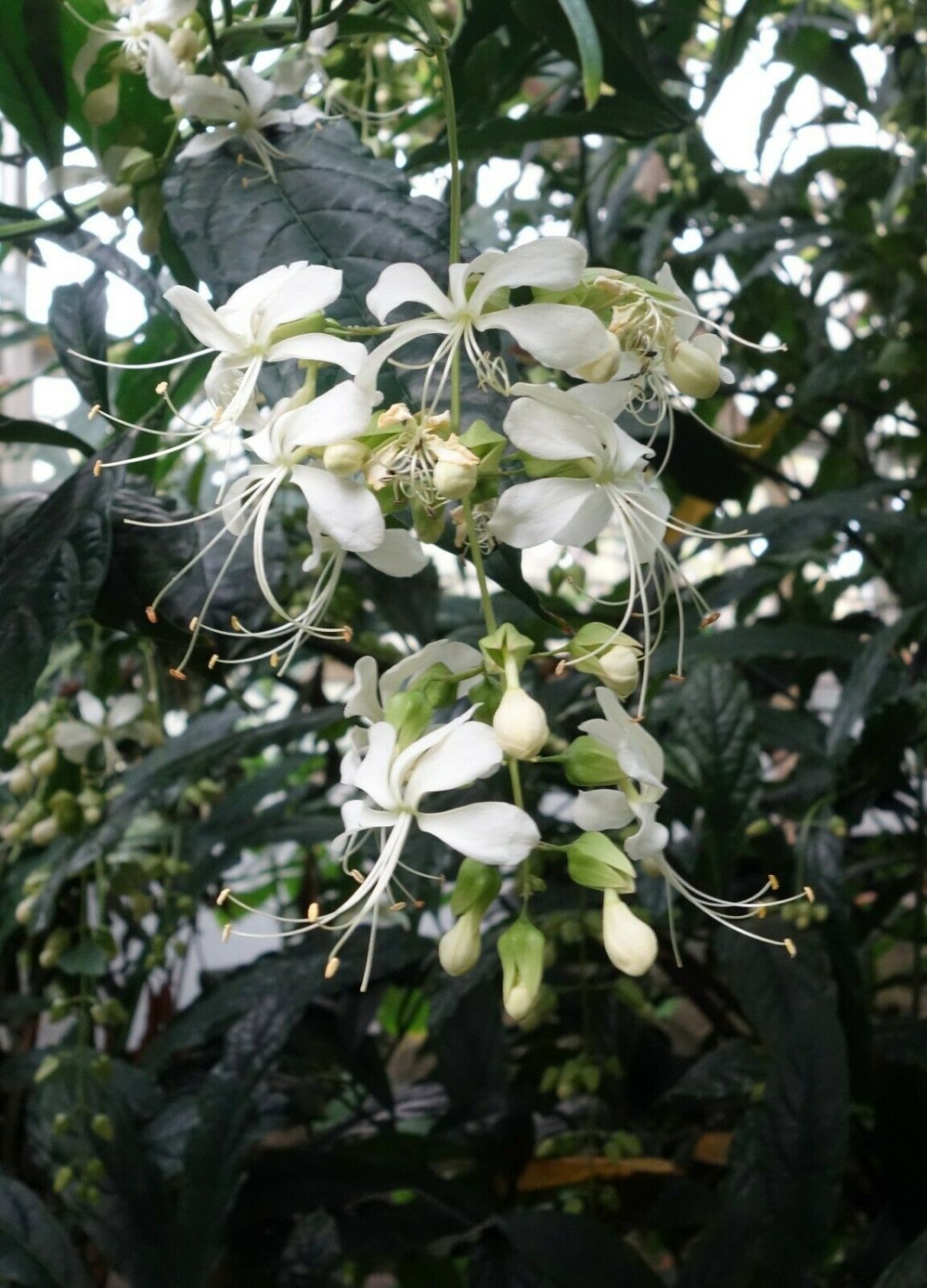 1 Pint plant - Clerodendrum nutans - Nodding Clerodendrum Bridal Veil #ggvm5