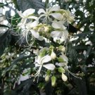 1 Pint plant - Clerodendrum nutans - Nodding Clerodendrum Bridal Veil #ggvm5
