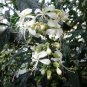 1 Pint plant - Clerodendrum nutans - Nodding Clerodendrum Bridal Veil #ggvm5