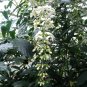 1 Pint plant - Clerodendrum nutans - Nodding Clerodendrum Bridal Veil #ggvm5