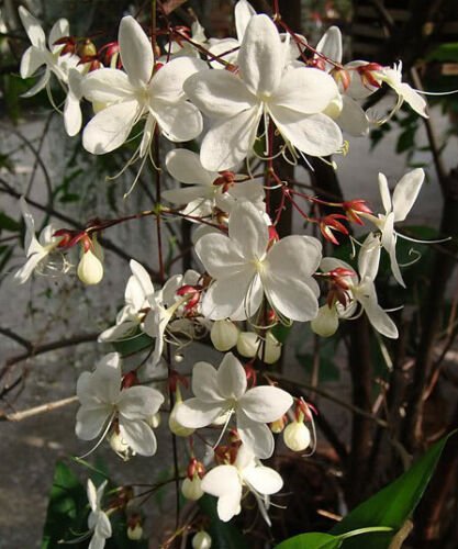1 Quart plant - Clerodendrum nutans - Nodding Clerodendrum Bridal Veil #ggvm5