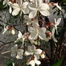 1 Quart plant - Clerodendrum nutans - Nodding Clerodendrum Bridal Veil #ggvm5