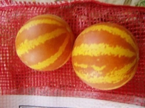 10 seeds - Cucumis melo var. dudaim Plum Granny Plant #ggvm5
