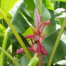 8 seeds - Banana - Musa velutina markkuana Plant #ggvm5
