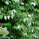 10 seeds - Very Rare Actinidia polygama - Silver Vine Plant #ggvm5