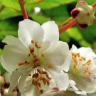 10 seeds - Actinidia kolomikta, Kolomikta Vine, Kiwi Vine Plant #ggvm5