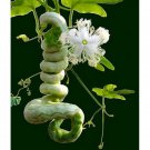 10 seeds - Trichosanthes cucumerina Snake Gourd Plant #ggvm5