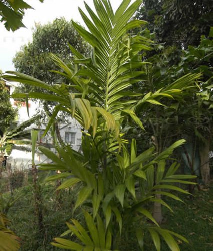 10 seeds - Areca trianda Wild Areca palm Plant #ggvm5