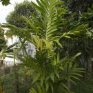 10 seeds - Areca trianda Wild Areca palm Plant #ggvm5