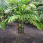 10 seeds - Areca trianda Wild Areca palm Plant #ggvm5