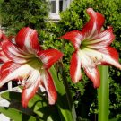 1 Gallon plant - Amaryllis Hippeastrum Jaguar Plant #ggvm5