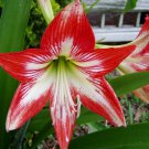 1 Pints plant - Amaryllis Hippeastrum Jaguar Plant #ggvm5