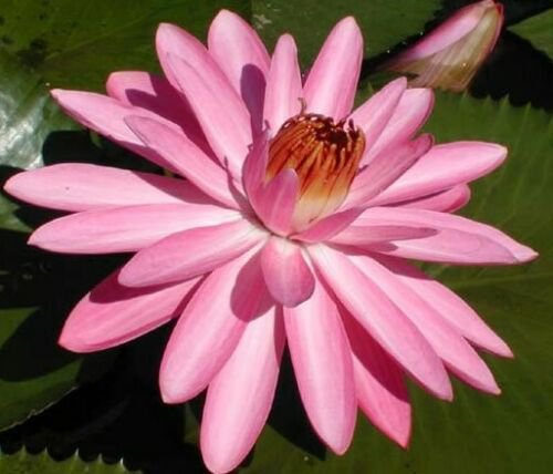 8 seeds - Nymphaea capensis - Night Blooming Pink Lotus Plant #ggvm5