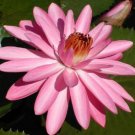 8 seeds - Nymphaea capensis - Night Blooming Pink Lotus Plant #ggvm5