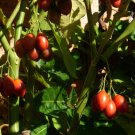 10 seeds - Cyphomandra betacea - Tree tomato or tamarillo Plant #ggvm5