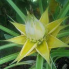 5 seeds - Musa Musella lasiocarpa - Chinese Yellow Banana Plant #ggvm5
