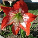 1 Quart plant - Amaryllis Hippeastrum Jaguar Plant #ggvm5